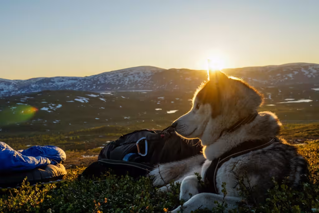 Hunden Shamu njuter i solen på fjället