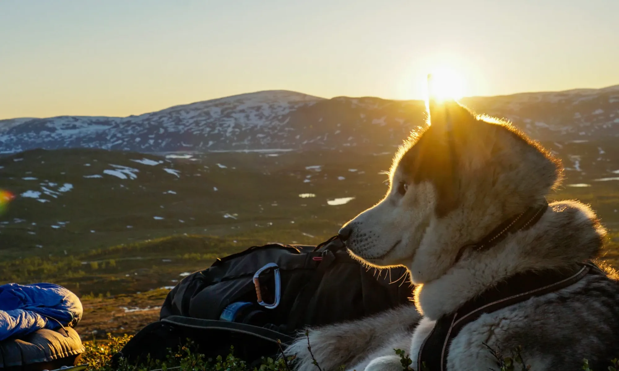 Hund på fjället under en vandring i solnedgången