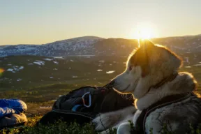 Hund på fjället under en vandring i solnedgången