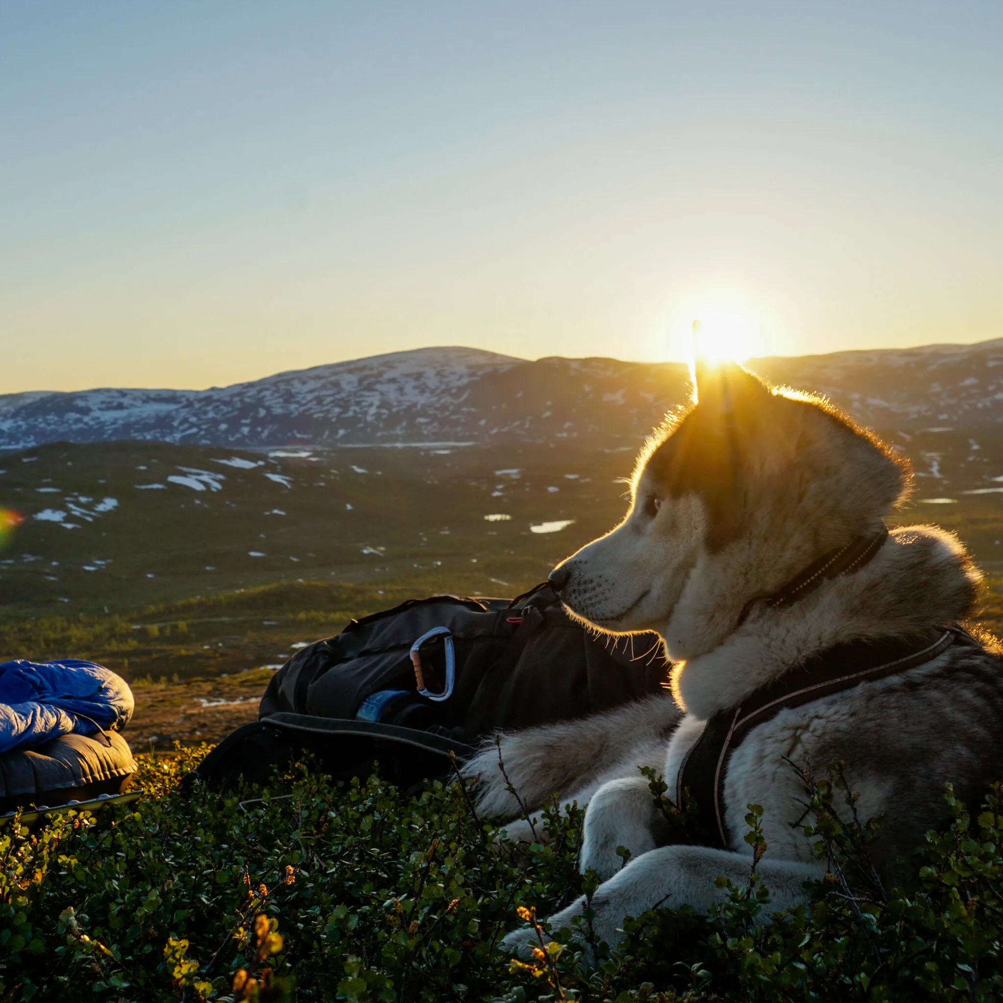 Hund på fjället under en vandring i solnedgången