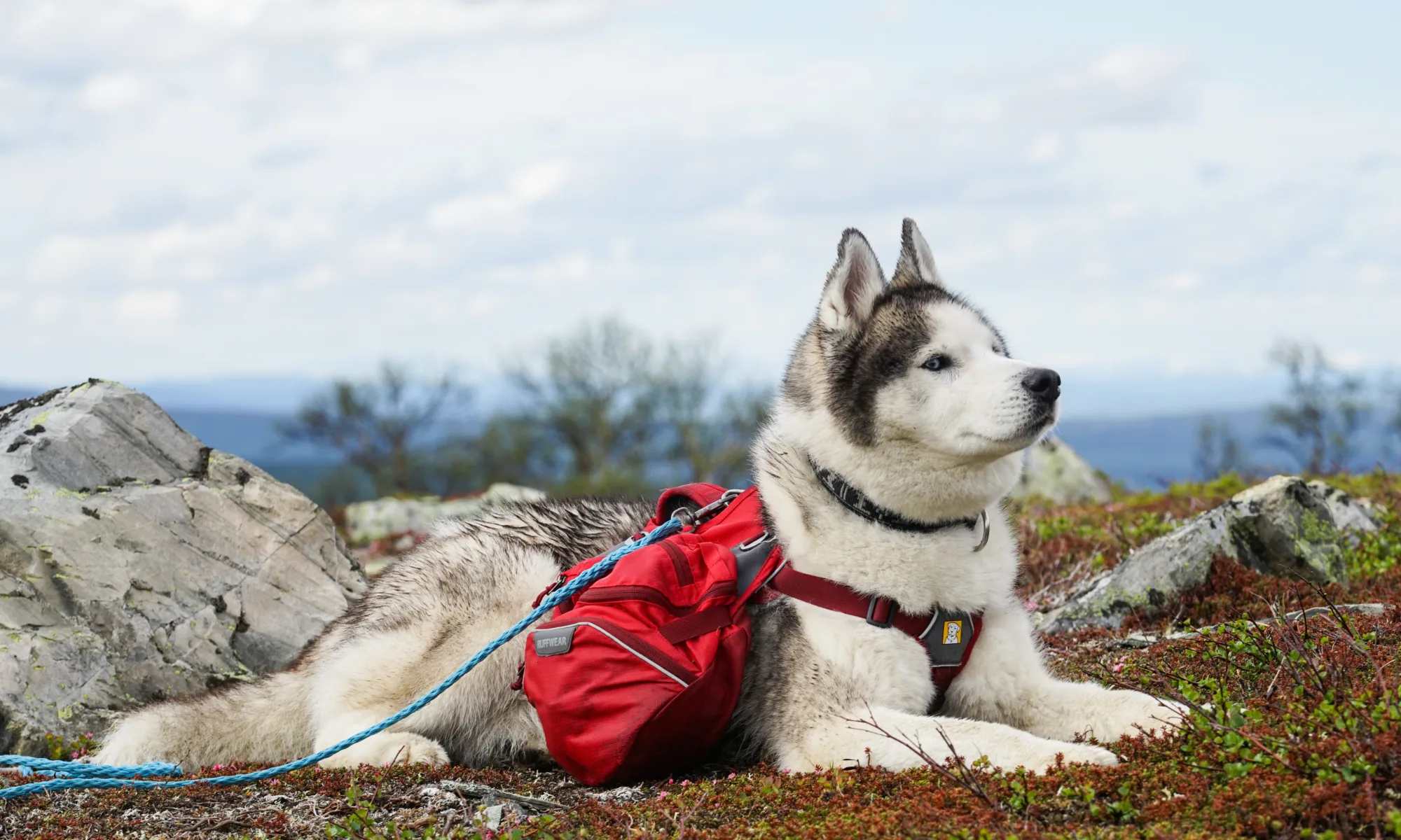 Vandra med hund - Husky Shamu